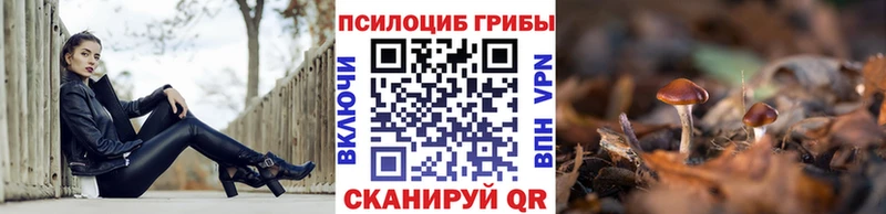 Купить где  Гвардейск  Галлюциногенные грибы Psilocybe 